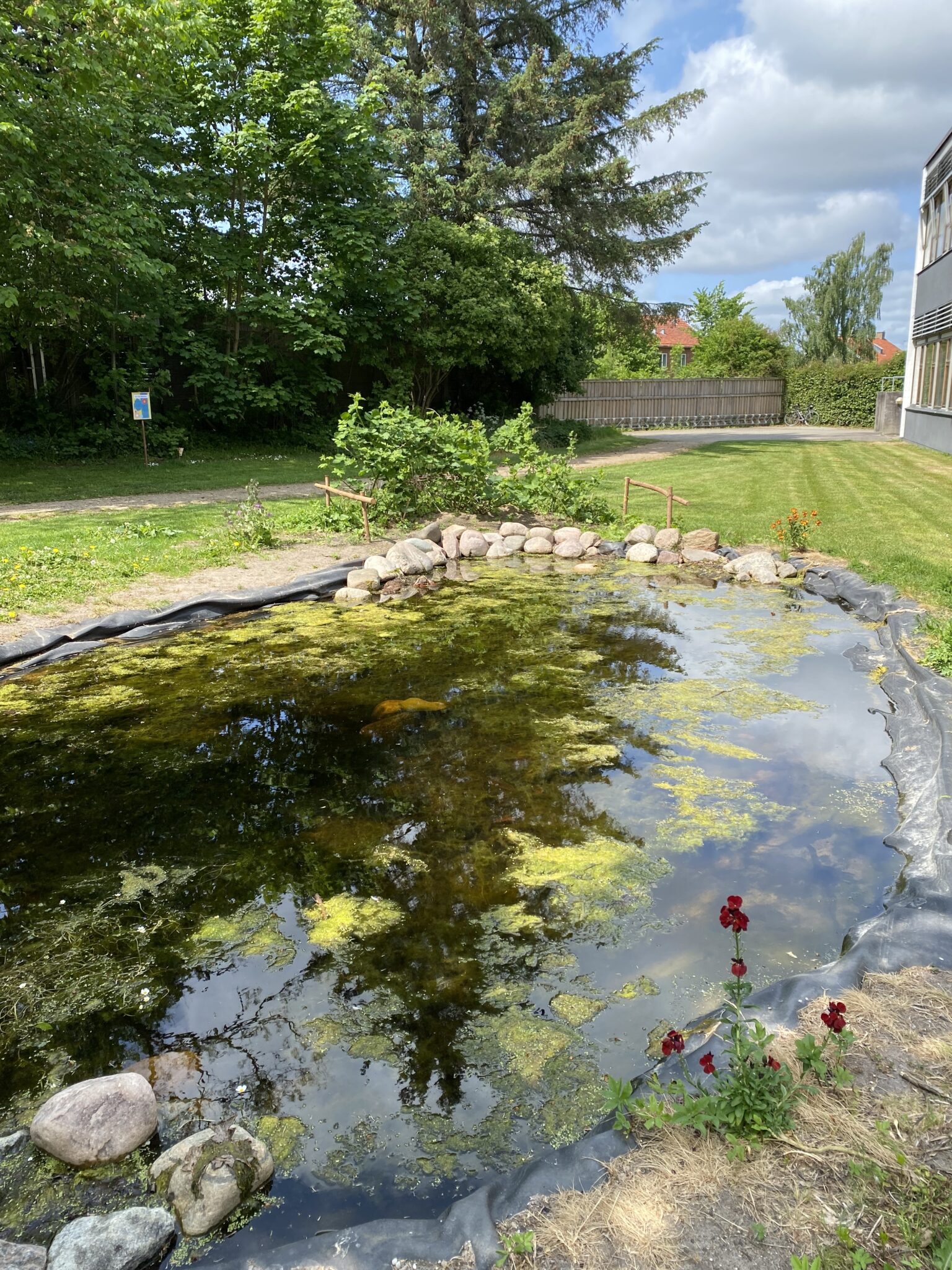 Fotoet viser Gladsaxe gymnasiums sø, som blev gravet af elever og lærere for at fremme biodiversitet.